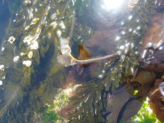 Laminaria setchellii