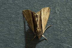 Ercheia cyllaria