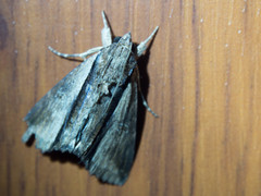 Ercheia cyllaria