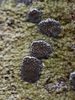 Blistered Script Lichen - Photo (c) Alex Abair, some rights reserved (CC BY-NC), uploaded by Alex Abair