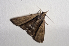 Ercheia cyllaria