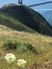 Erysimum franciscanum