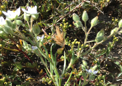 Spergularia macrotheca macrotheca