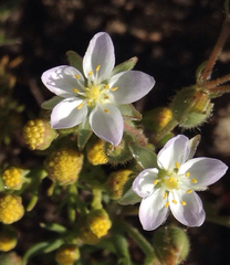 Spergularia macrotheca macrotheca