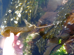 Laminaria setchellii