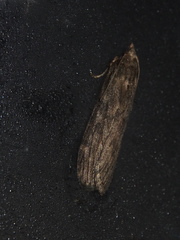 Lamoria adaptella