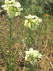 Erysimum franciscanum