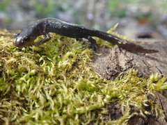 Ambystoma macrodactylum macrodactylum