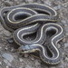 Northwestern Garter Snake - Photo (c) James Maughn, some rights reserved (CC BY-NC), uploaded by James Maughn