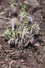Pulsatilla cernua