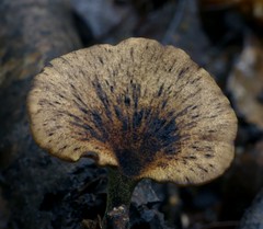 Polyporus nigrocristatus