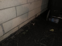 Didelphis virginiana