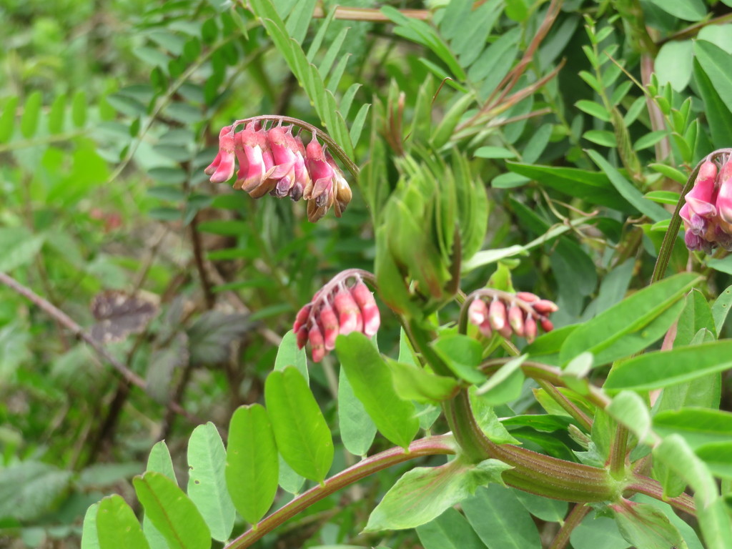 giant vetch