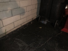 Didelphis virginiana