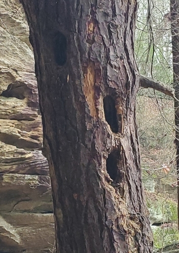 Pileated Woodpecker photographed in Kentucky