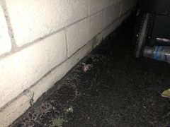 Didelphis virginiana