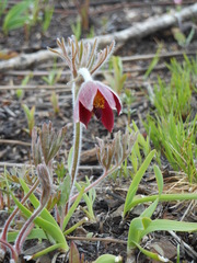 Pulsatilla cernua