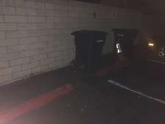 Didelphis virginiana