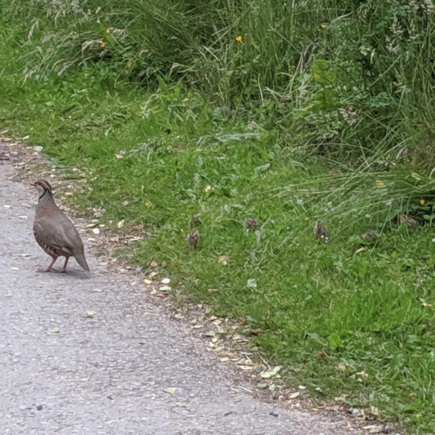 Red-legged Partridge (Alectoris rufa)
