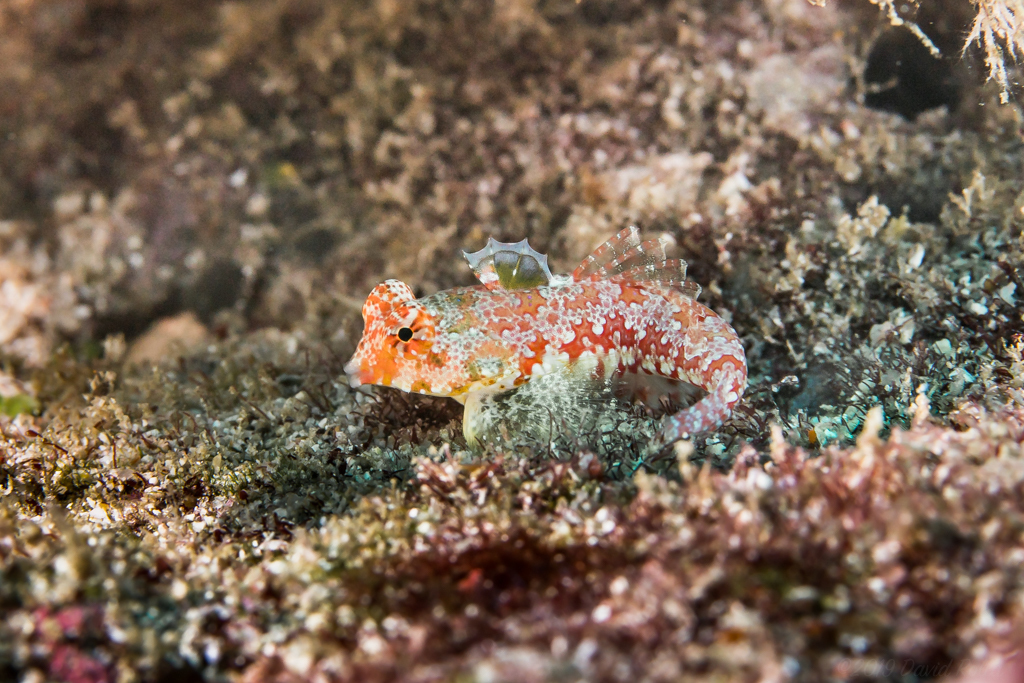 Moyer's Dragonet