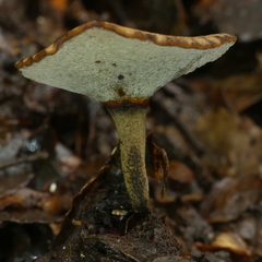 Polyporus nigrocristatus