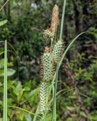 Carex verrucosa image