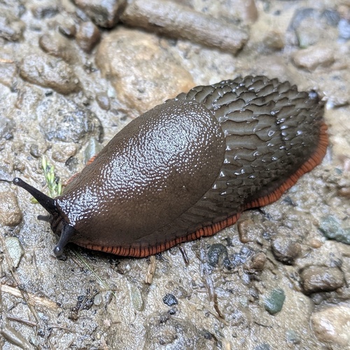 Didysis arionas nuotrauka