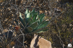 Agave colorata