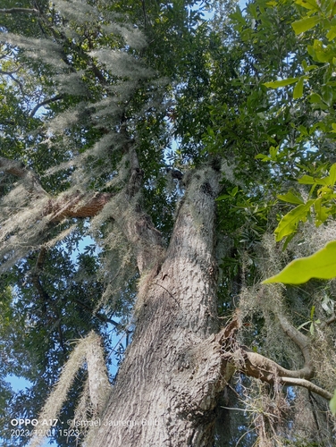 Quercus sapotifolia