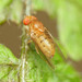 Drosophila putrida - Photo (c) Katja Schulz,  זכויות יוצרים חלקיות (CC BY), הועלה על ידי Katja Schulz