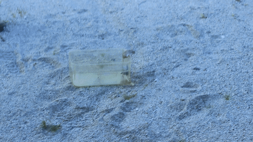 iNaturalist observation photo of Coarse-haired Pocket Mice