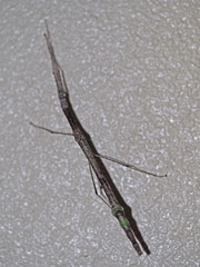 Scionecra queenslandica