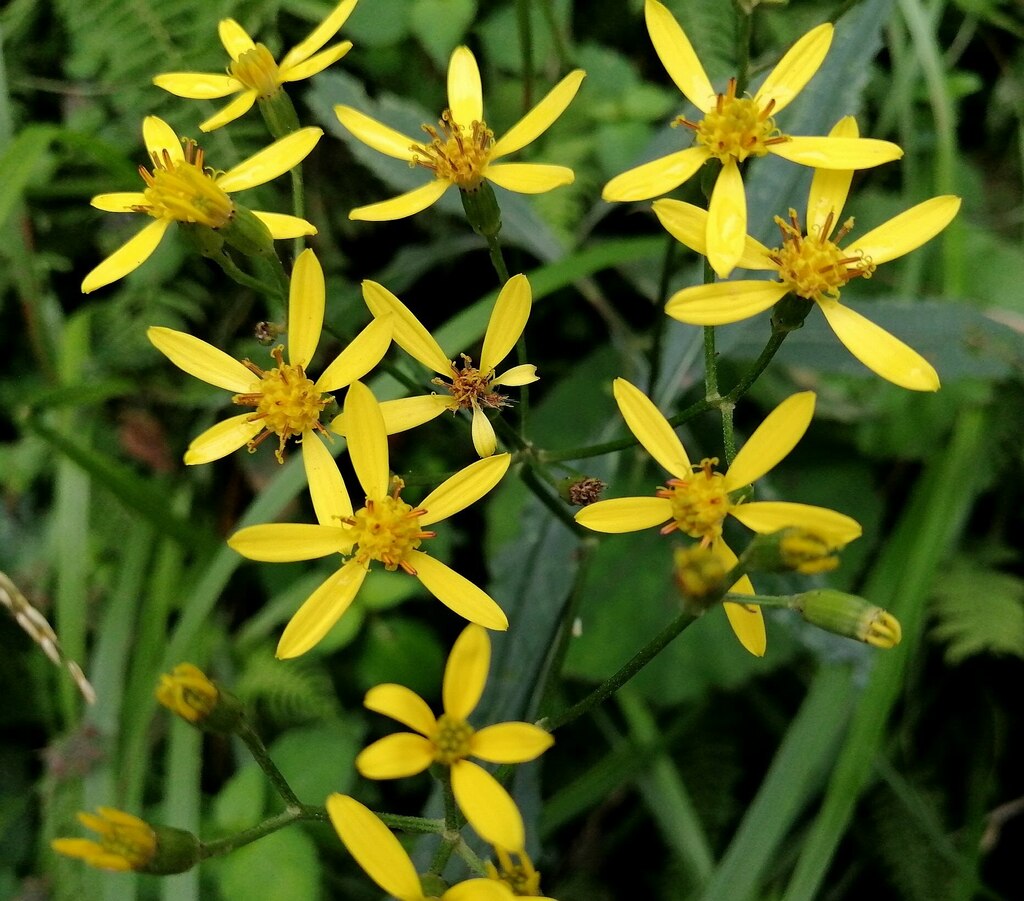 Alpine Ragwort from 267台灣宜蘭縣大同鄉 on August 12, 2022 at 11:53 AM by ...