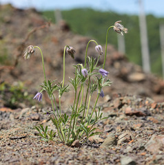 Pulsatilla dahurica