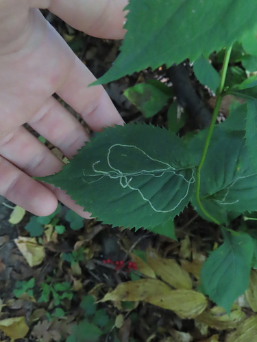 Ophiomyia maura photo 5