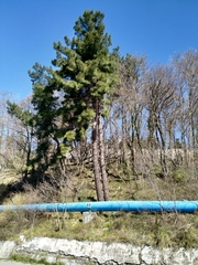 Pinus brutia pityusa