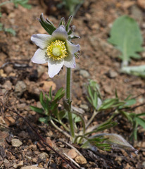 Pulsatilla dahurica