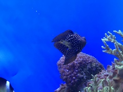 Calloplesiops altivelis