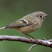 Ruby-crowned Kinglet - Photo (c) Mark Shields, some rights reserved (CC BY-NC), uploaded by Mark Shields
