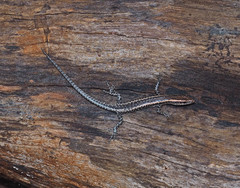 Cryptoblepharus virgatus