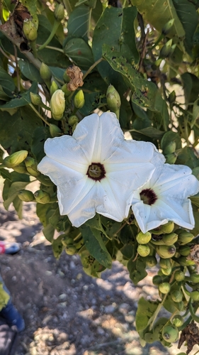 Ipomoea pauciflora