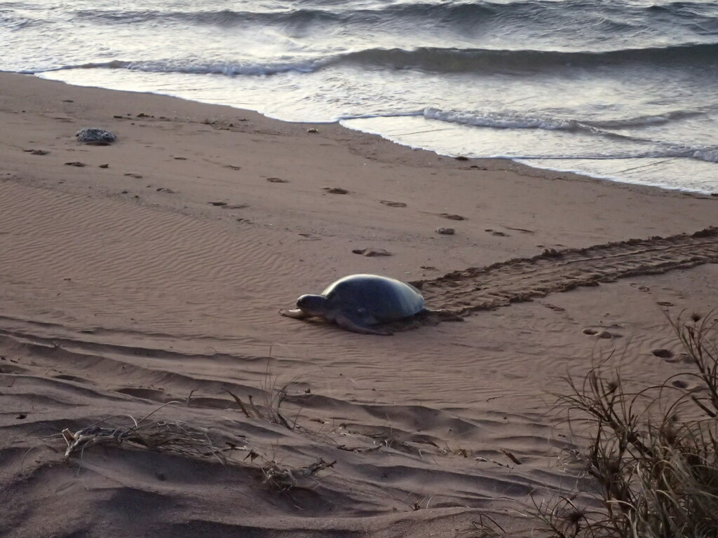 Flatback turtle crawling up a beach from the sea
