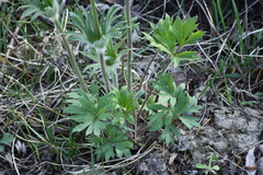 Pulsatilla dahurica