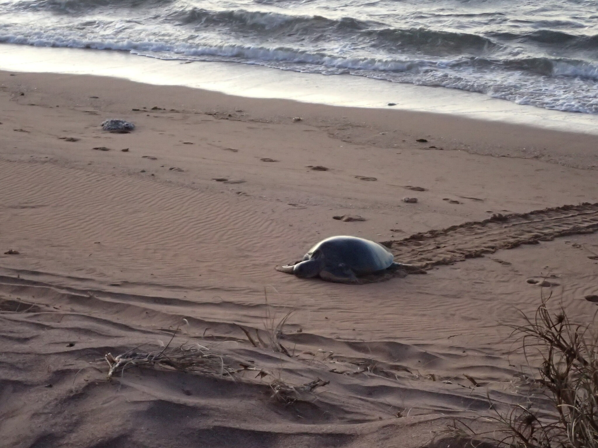 Flatback turtle