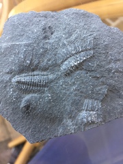 Trilobita