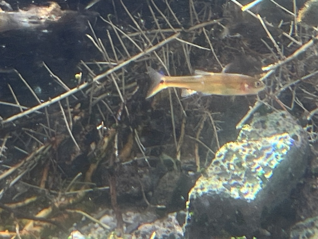 Moapa dace (Moapa coriacea) — Cyprinidae
