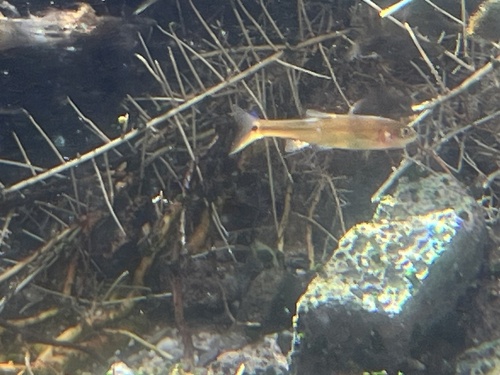 Moapa dace (Moapa coriacea) — Cyprinidae