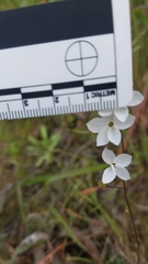 Lithophragma cymbalaria