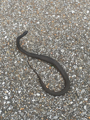 Liodytes rigida deltae