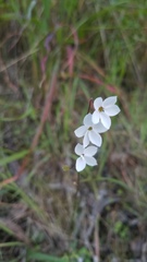 Lithophragma cymbalaria